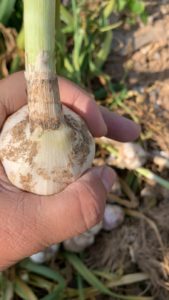 garlic bulbs