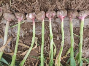 wie man Knoblauch anbaut