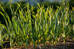 Garlic growing in ground