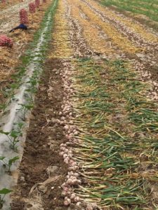 garlic plant