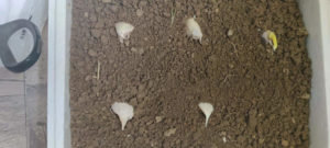 GARLICS PLANT