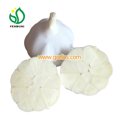 garlic·