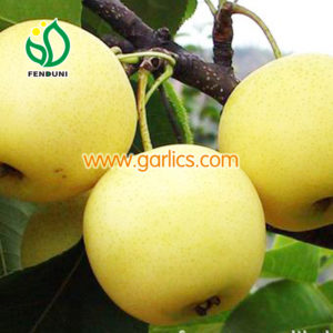 FENDUNI pear