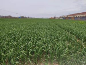 garlic from china