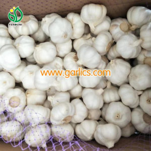 garlic oil benefits
