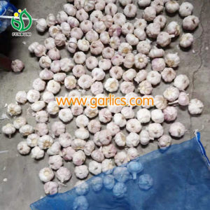 Garlic Market