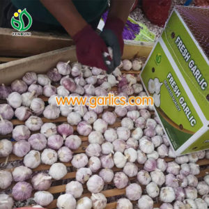 Produktionsplan für Knoblauch