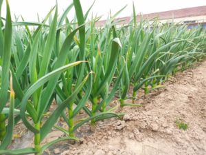 garlic supplier