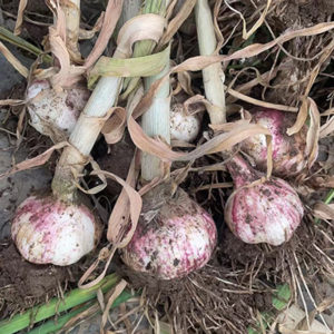 purple garlic