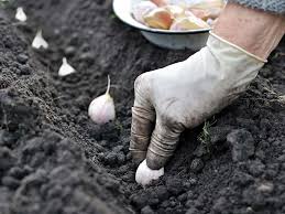 How to grow garlic at home