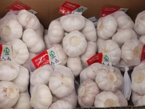 china-garlic-bulb-supplier