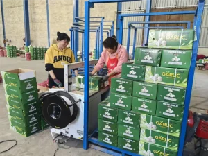 China-Jinxiang-envío-de-ajo-blanco-a-Nigeria