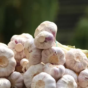 Chinesischer_Knoblauch