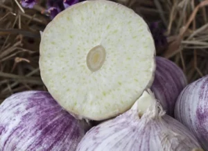 Elephant_Garlic
