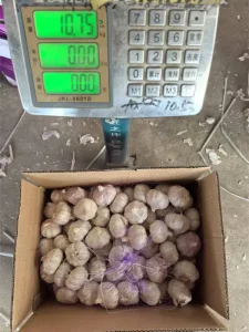 garlic-bulb