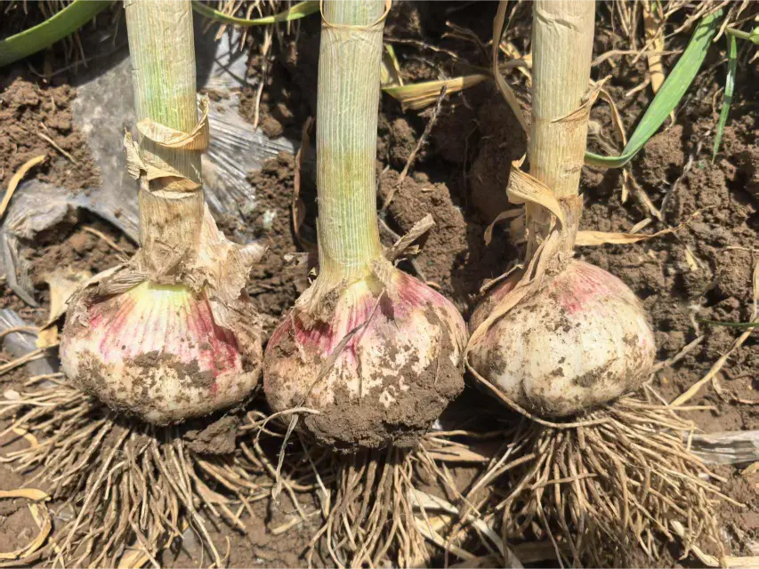 garlic-bulbs