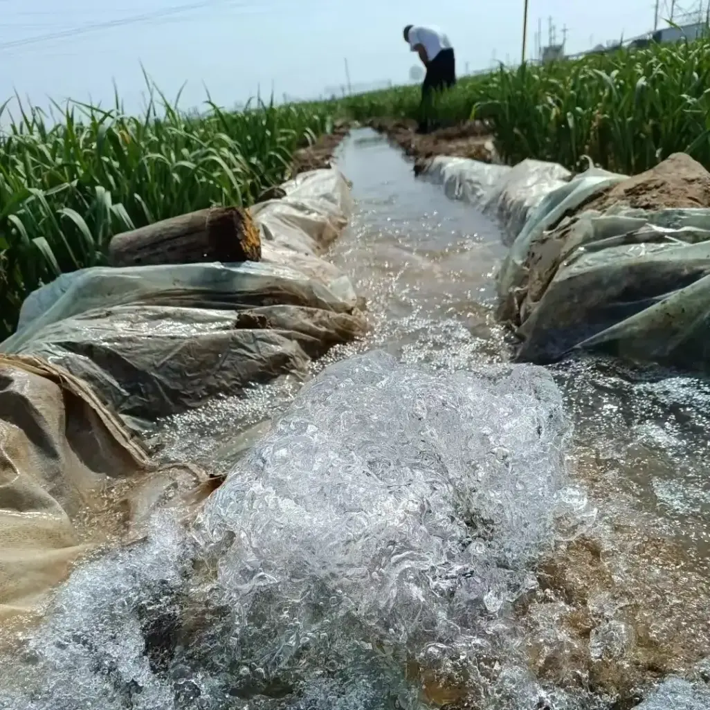 Garlic irrigation