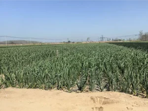 base per piantare l'aglio