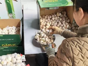 Ajo-clasificado-a-mano