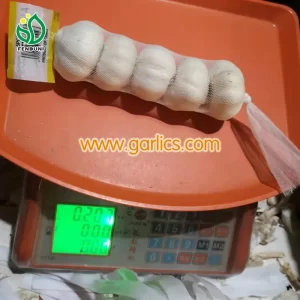 garlic weigh