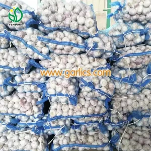 Ajo_exportador_e_ajo_fresco