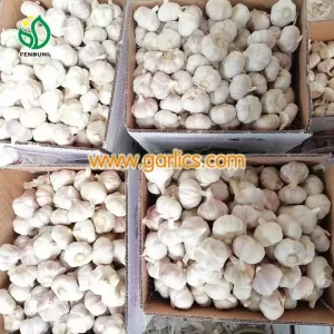 Alho_Exportador_Atacado_c