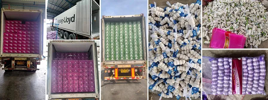 China_garlic