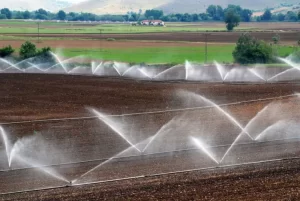 garlic_irrigation