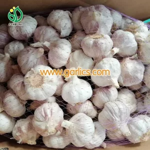 Garlic_Production_b