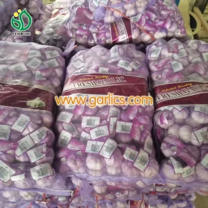 garlic_purple_b
