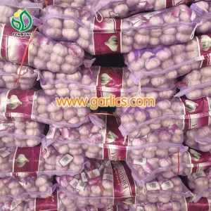 garlic_purple