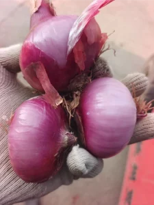nutrientes_de_la_cebolla_roja
