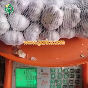 Wholesale_garlic